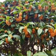 ヒメ日記 2025/11/07 08:56 投稿 かおり★人妻KISS★ 人妻kiss