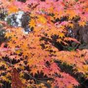 ヒメ日記 2024/12/19 14:01 投稿 みのり 豊満倶楽部