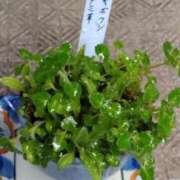 ヒメ日記 2025/03/29 10:20 投稿 みのり 豊満倶楽部