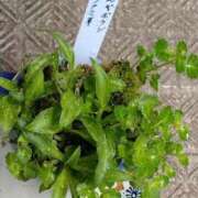 ヒメ日記 2025/04/11 22:50 投稿 みのり 豊満倶楽部