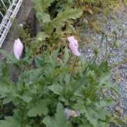 ヒメ日記 2025/04/30 21:40 投稿 みのり 豊満倶楽部