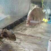 ヒメ日記 2025/06/13 23:50 投稿 みのり 豊満倶楽部