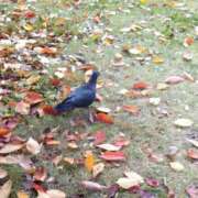 ヒメ日記 2025/12/07 13:10 投稿 みのり 豊満倶楽部