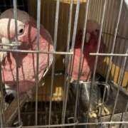 ヒメ日記 2025/03/14 05:40 投稿 れいか 豊満倶楽部