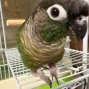 ヒメ日記 2025/03/31 06:20 投稿 れいか 豊満倶楽部