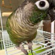 ヒメ日記 2025/04/12 16:00 投稿 れいか 豊満倶楽部