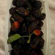 ヒメ日記 2025/05/30 01:40 投稿 れいか 豊満倶楽部