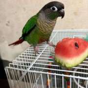 ヒメ日記 2025/05/31 02:00 投稿 れいか 豊満倶楽部