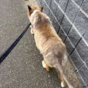 ヒメ日記 2025/05/31 19:20 投稿 れいか 豊満倶楽部