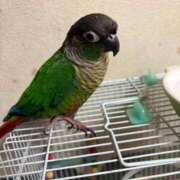 ヒメ日記 2025/06/08 08:51 投稿 れいか 豊満倶楽部