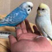 ヒメ日記 2025/06/12 02:20 投稿 れいか 豊満倶楽部