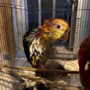 ヒメ日記 2025/06/19 15:20 投稿 れいか 豊満倶楽部