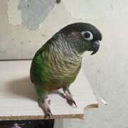 ヒメ日記 2025/06/24 05:20 投稿 れいか 豊満倶楽部