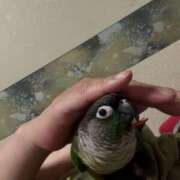 ヒメ日記 2025/07/08 05:00 投稿 れいか 豊満倶楽部