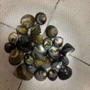 ヒメ日記 2025/07/09 12:10 投稿 れいか 豊満倶楽部