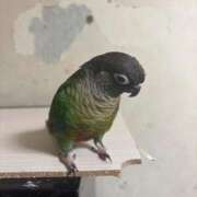 ヒメ日記 2025/07/16 05:20 投稿 れいか 豊満倶楽部