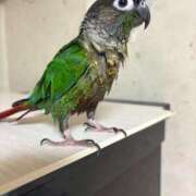 ヒメ日記 2025/08/17 05:20 投稿 れいか 豊満倶楽部