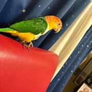 ヒメ日記 2025/09/20 12:50 投稿 れいか 豊満倶楽部