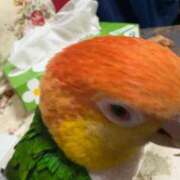 ヒメ日記 2025/10/03 03:32 投稿 れいか 豊満倶楽部