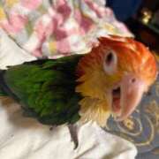 ヒメ日記 2025/10/14 04:50 投稿 れいか 豊満倶楽部