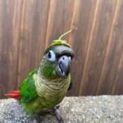 ヒメ日記 2025/10/20 04:50 投稿 れいか 豊満倶楽部