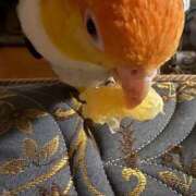 ヒメ日記 2025/10/22 05:50 投稿 れいか 豊満倶楽部