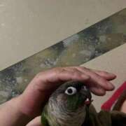 ヒメ日記 2025/11/06 23:47 投稿 れいか 豊満倶楽部