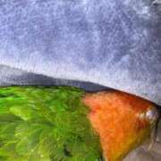 ヒメ日記 2025/11/10 04:20 投稿 れいか 豊満倶楽部