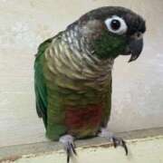 ヒメ日記 2025/11/13 11:20 投稿 れいか 豊満倶楽部