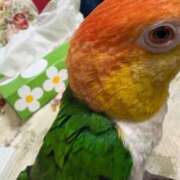 ヒメ日記 2025/11/18 05:40 投稿 れいか 豊満倶楽部