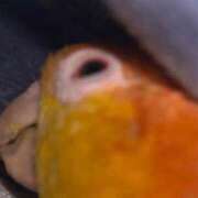 ヒメ日記 2025/11/20 02:00 投稿 れいか 豊満倶楽部