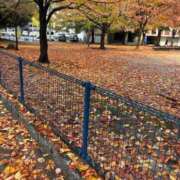 ヒメ日記 2025/11/25 16:30 投稿 れいか 豊満倶楽部