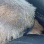 ヒメ日記 2025/12/09 09:50 投稿 れいか 豊満倶楽部