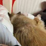 ヒメ日記 2025/12/10 02:10 投稿 れいか 豊満倶楽部