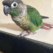 れいか こんばんは 豊満倶楽部