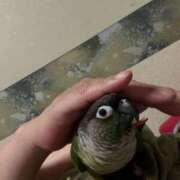 ヒメ日記 2025/12/19 06:56 投稿 れいか 豊満倶楽部