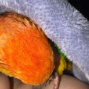 ヒメ日記 2025/12/19 15:39 投稿 れいか 豊満倶楽部