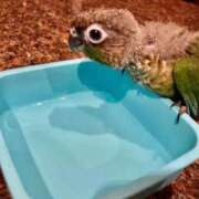 ヒメ日記 2026/01/08 04:40 投稿 れいか 豊満倶楽部