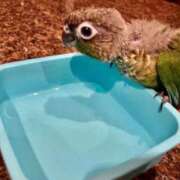 ヒメ日記 2026/01/12 08:40 投稿 れいか 豊満倶楽部