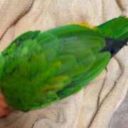 ヒメ日記 2026/01/20 02:57 投稿 れいか 豊満倶楽部