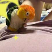 ヒメ日記 2026/01/24 06:30 投稿 れいか 豊満倶楽部