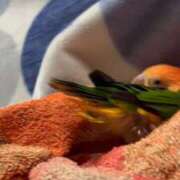 ヒメ日記 2026/02/10 14:00 投稿 れいか 豊満倶楽部