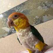 ヒメ日記 2026/02/17 11:50 投稿 れいか 豊満倶楽部