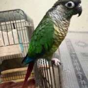 れいか 来週 豊満倶楽部