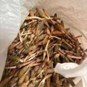 ヒメ日記 2026/03/03 16:00 投稿 れいか 豊満倶楽部