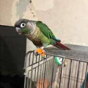 ヒメ日記 2026/03/10 05:40 投稿 れいか 豊満倶楽部