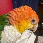 ヒメ日記 2026/03/14 20:07 投稿 れいか 豊満倶楽部