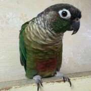 ヒメ日記 2026/03/19 04:20 投稿 れいか 豊満倶楽部