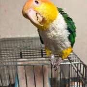 ヒメ日記 2026/03/22 05:40 投稿 れいか 豊満倶楽部