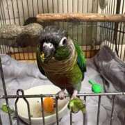 ヒメ日記 2026/04/20 13:23 投稿 れいか 豊満倶楽部